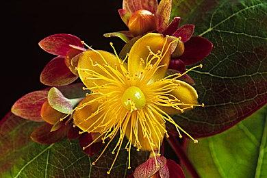 任天堂改变账号规则限制儿童游玩引争议 官方回应会调整